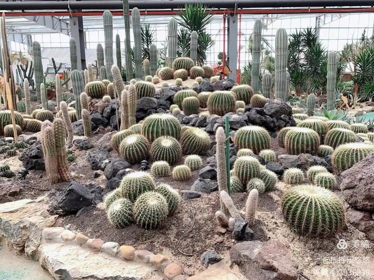 金沙洲壹号庄园